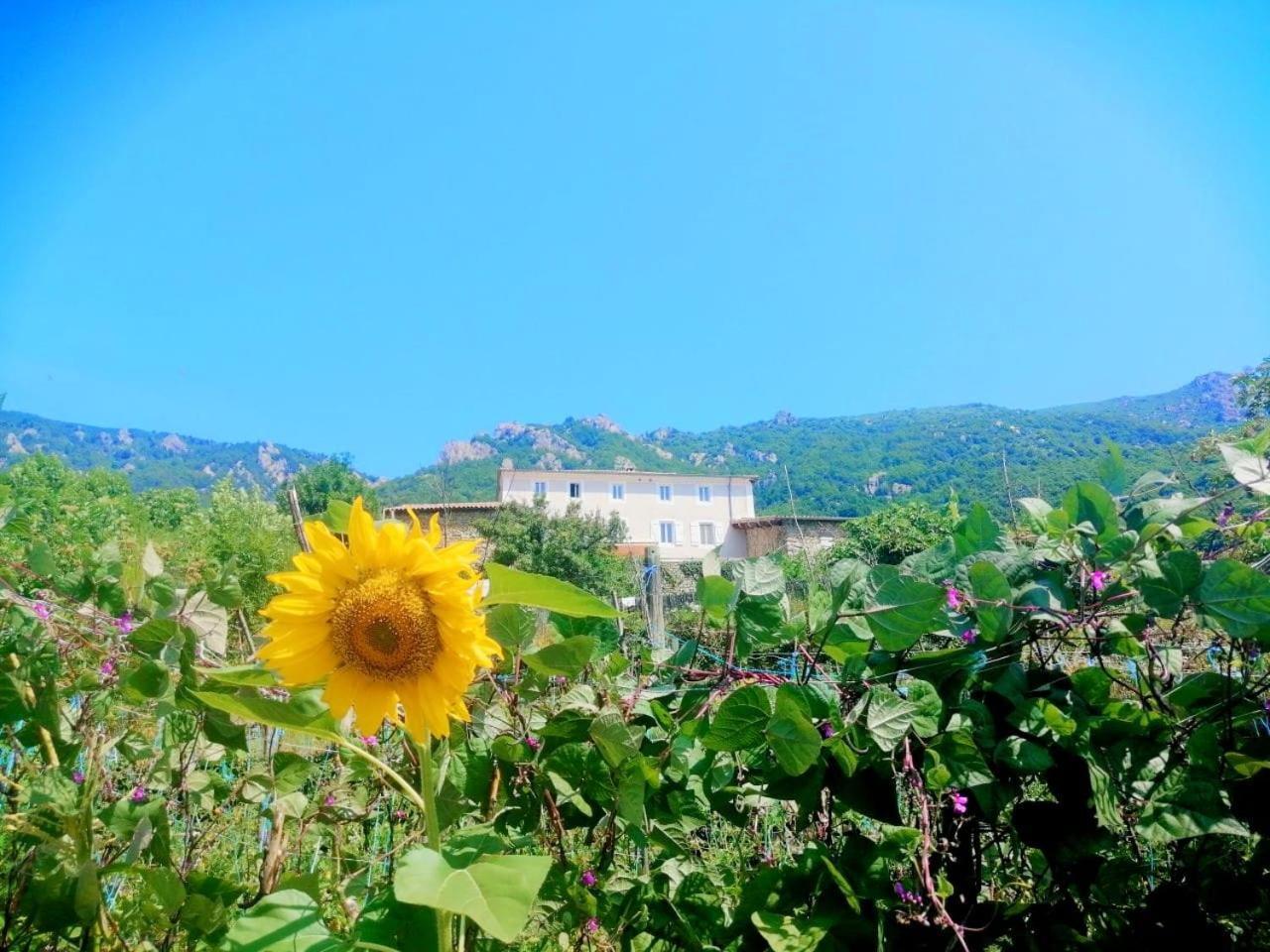 Les Chambres De La Ferme De Chalas Valgorge Zewnętrze zdjęcie